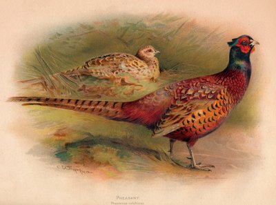 Bažant Phasianus colchicus, 1900, 1900 od Charles Whymper