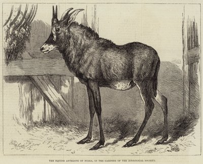 Koňská antilopa z Núbie, v zahradách Zoologické společnosti od Charles William Carter