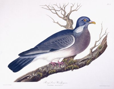 Prsten holubice hřivnáč od Charlotte L. E. Perrott