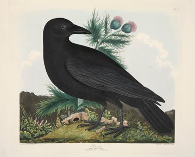Raven, Corvus Corai, hospoda. 1835 Ručně kolorovaná rytina. od Charlotte Lousia Emily Perrott