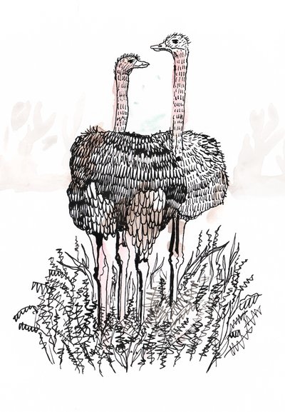 Flamingos, 2018 (pero a inkoust) od Charlotte Orr