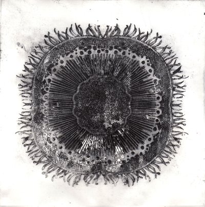 Plant Cells, 2019 (suché leptání) od Charlotte Orr