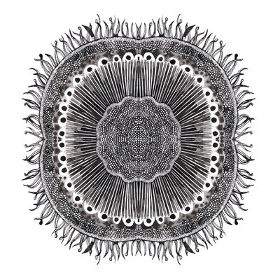 Plant Cells, 2019 (pero a inkoust) od Charlotte Orr