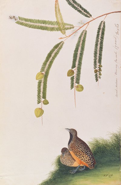 Buttonquail barred, from Drawings of Birds from Malacca, c.1805-18 (wc on paper) od Chinese School