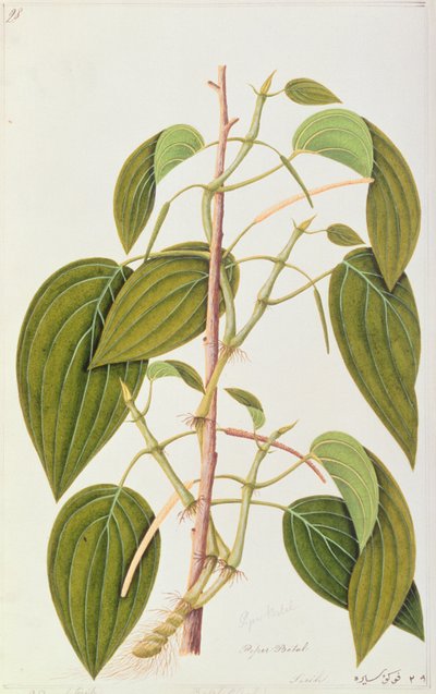 Betel Leaf, z padesáti pěti kreseb léčivých rostlin z Malacca, svazek 1, c.1805-18 (wc na papíře) od Chinese School