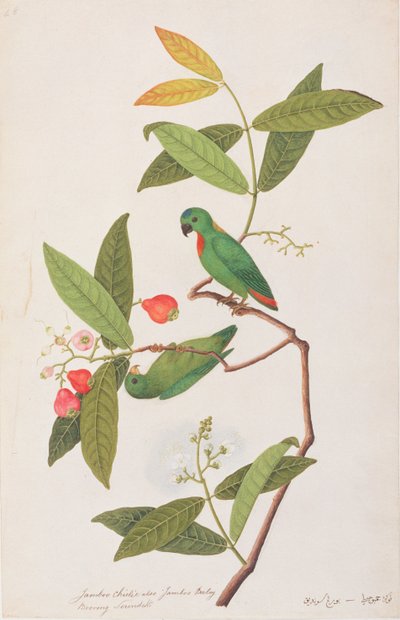 Závěsný papoušek modrokorunovaný, z kresby ptáků z Malacca, kolem 1805-18 (wc na papíře) od Chinese School