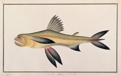 Bombay Duck, from Drawings of Fishes from Malacca, c.1805-18 (wc na papíře) od Chinese School