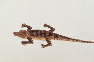 Boo-ay-ah Alligator, z kreseb zvířat, hmyzu a plazů z Malacca, kolem 1805-18 (wc a kvaš na papíře) od Chinese School