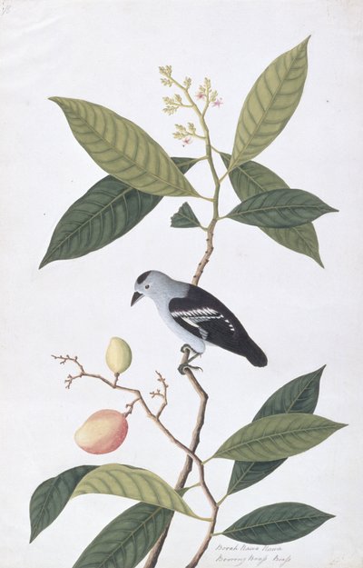 Booah Nawa Hawa, z Drawings of Birds from Malacca, c.1805-18 (wc na papíře) od Chinese School