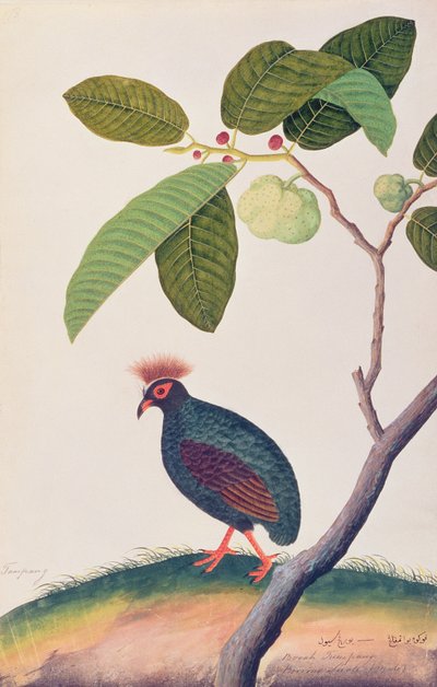 Booah Tumpang, z Drawings of Birds from Malacca, c.1805-18 (wc na papíře) od Chinese School