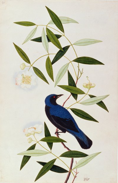 Boorah Farleeh, z Drawings of Birds from Malacca, c.1805-18 (wc na papíře) od Chinese School