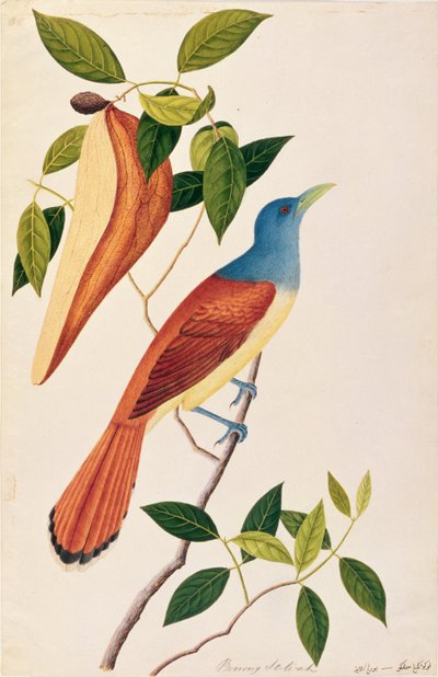 Boorong Seli-ah, z Drawings of Birds from Malacca, c.1805-18 (wc na papíře) od Chinese School