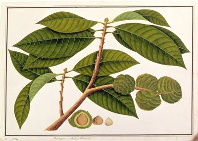 Brangam nebo malajský kaštan, z výkresů rostlin z Malacca, c.1805-18 (wc na papíře) od Chinese School