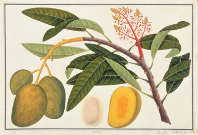 Buihang Mangifera, z výkresů rostlin z Malacca, c.1805-18 (wc na papíře) od Chinese School