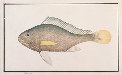 Croaker, z Drawings of Fishes from Malacca, c.1805-18 (wc na papíře) od Chinese School