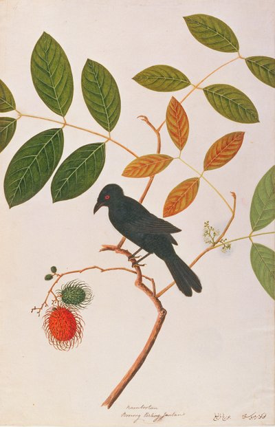 Drongo crow-billed, from Drawing of Birds from Malacca, c.1805-18 (wc on paper) od Chinese School