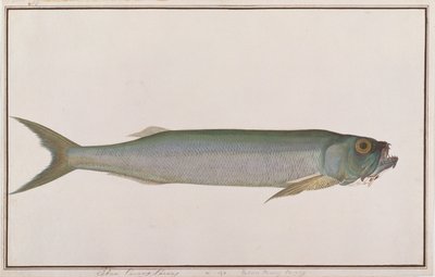 Dorab Wolf-herring, z Drawings of Fishes from Malacca, c.1805-18 (wc na papíře) od Chinese School