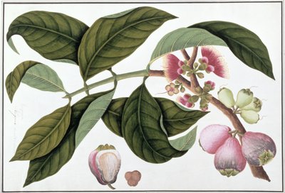 Eugenia nebo Jamboo Teloie poote, z Drawings of Plants from Malacca, c.1805-18 (wc na papíře) od Chinese School