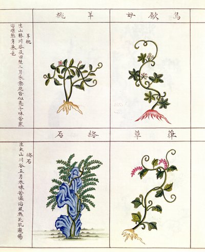 Čtyři rostliny z Pen Tsao, sbírka léčivých rostlin, 18.-19. století od Chinese School