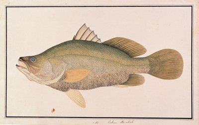 Giant Sea Perch, from Drawings of Fishes from Malacca, c.1805-18 (wc na papíře) od Chinese School