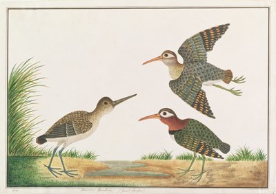 Větší Painted-Snipe, od Drawings of Birds from Malacca, c.1805-18 (wc na papíře) od Chinese School