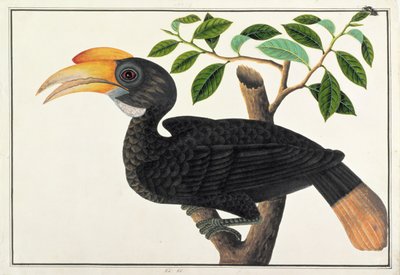 Ke ke, z Kresby ptáků z Malacca, kolem 1805-18 (wc na papíře) od Chinese School