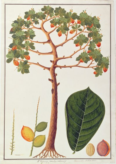 Klapang Terminalia Molucana nebo malajská mandle, z výkresů rostlin z Malacca, c.1805-18 (wc na papíře) od Chinese School