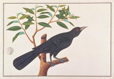 Koel, z Drawings of Birds from Malacca, c.1805-18 (wc na papíře) od Chinese School