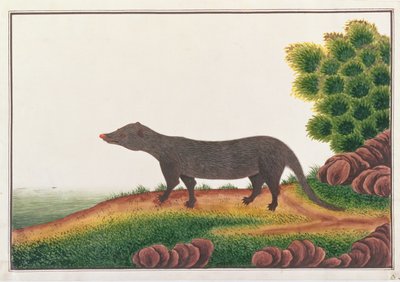 Mongoose, z kreseb zvířat, hmyzu a plazů z Malacca, kolem 1805-18 (kvaš a wc na papíře) od Chinese School