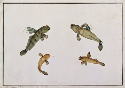 Mud Fish, Bloodo chiena, Bloodo La-ore, from Drawings of Fishes from Malacca, c.1805-18 (wc na papíře) od Chinese School