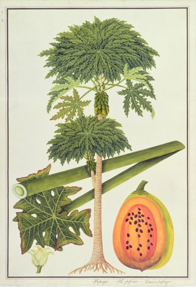 Papaya, The Papaw nebo Carica Papaya, from Drawings of Plants from Malacca, c.1805-18 (wc on paper) od Chinese School