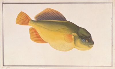 Putterfish, z Drawings of Fishes from Malacca, c.1805-18 (wc na papíře) od Chinese School