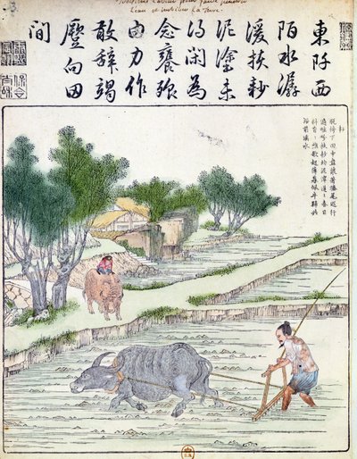 Pěstování rýže v Číně od Chinese School