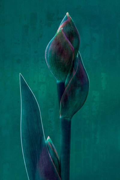 Moody Botanical Bloom od Chris Hamilton