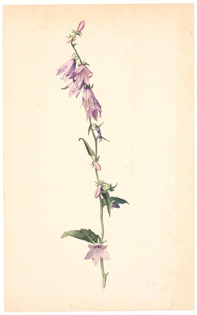 Campanula od Christen Dalsgaard