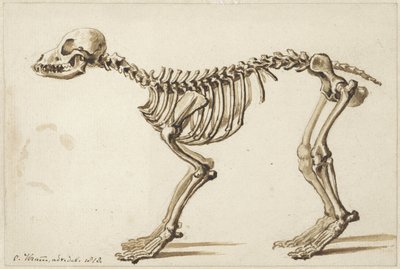 Kostra psa ze strany od Christiaan Kramm