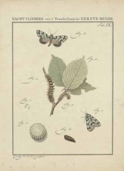 můry Moths of the Second Family of First Gang (název na objektu) od Christiaan Sepp