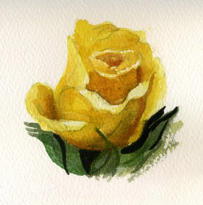 Žlutá růže, 2009 (akvarel na papíře) od Christian Furr