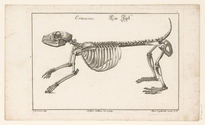 Kostra ježka Erinaceus / Ein Egel (název na objektu) Unterschiedliche Sceleta nebo Bone-Cörper (název série) od Christian Hallbaur
