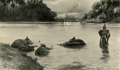 Sloni se koupají v řece Mahaweli, Ceylon, 1898. od Christian Wilhelm Allers