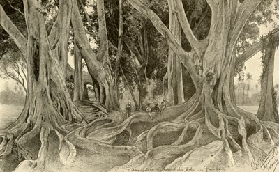 Obří stromy v botanických zahradách, Peradeniya, Kandy, Ceylon, 1898. od Christian Wilhelm Allers