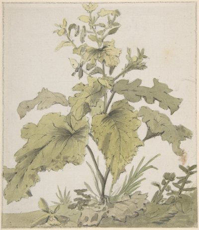 Studie rostliny od Christian Wilhelm Ernst Dietrich
