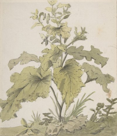 Studie o rostlině, 1712-74. od Christian Wilhelm Ernst Dietrich