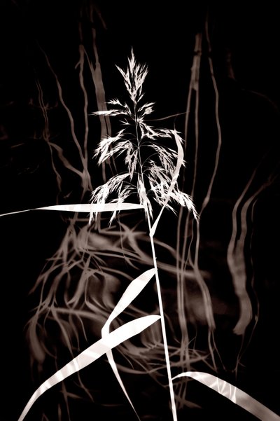 Elegantní Sepia Reed od Christina Sillen