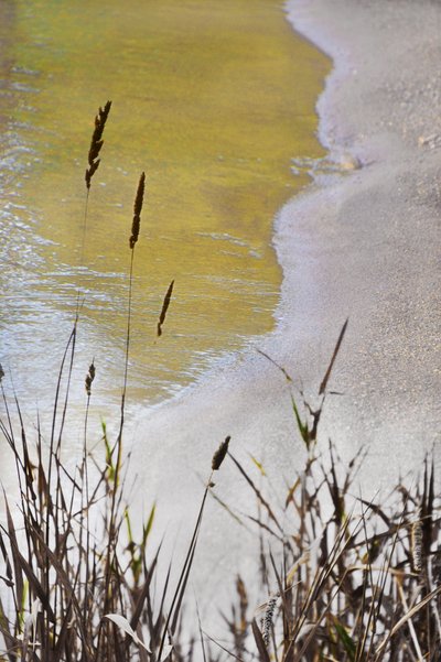 Golden Shore Reeds od Christina Sillen
