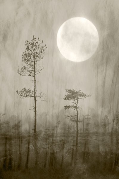 Kniha Misty Moon Over od Christina Sillen