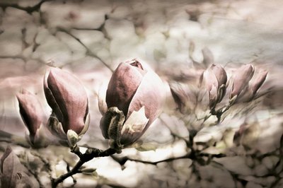 Jemné magnoliové poupata od Christina Sillen