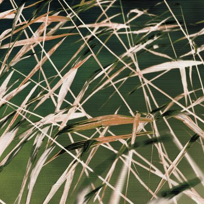 Šepot rákosí – abstrakt od Christina Sillen