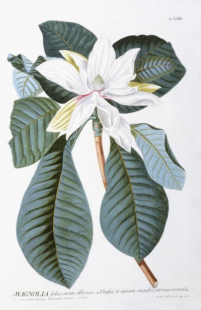 Magnolia, 1750-1773 od Christoph Jacob Trew