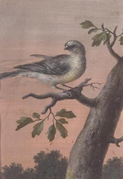 Pták na větvi, (kvaš), (viz také 60075) od Christoph Ludwig Agricola